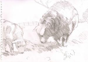 Quick Sheep and Lamb Sketch